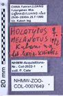 Etikette zu Melanotus kubani (Platia & Schimmel, 2001) (NHMW-ZOO-COL-0007649)